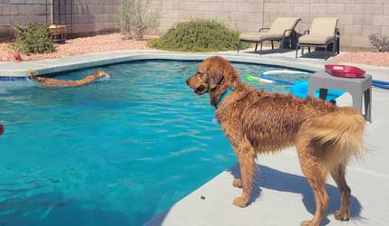 22 015 Cinnamon now Cedar 1