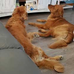 22 015 Cinnamon now Cedar 3