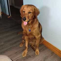 22-015 Cinnamon now Cedar