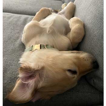 22-031 Cory now Belle