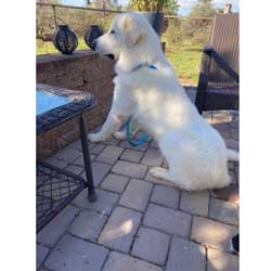 22-042 Harry now Archie