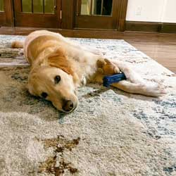 22-045 Gaspar now Jasper