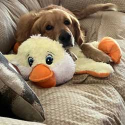 23-014 Amigo now Sammy